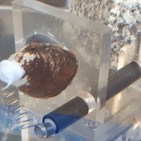 Zdjęcie przedstawia małże wykorzystywane do bioindykacji wody pitnej