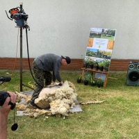 Pokaz strzyży owiec podczas Wystawy Zwierząt Hodowlanych w Sielinku