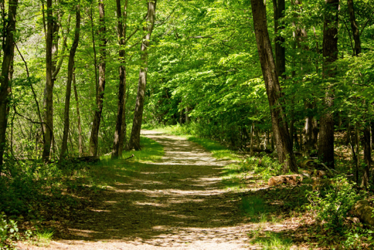 Zdjęcie przedstawiające ścieżkę leśną