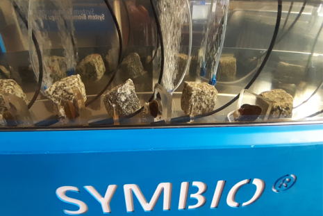 Zdjęcie przedstawia małże wykorzystywane do bioindykacji wody pitnej