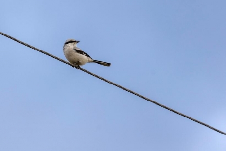 Srokosz jeden z najwcześniej rozpoczynających wiosna legi ptaków  uwielbia kule jemioły jako miejsce założenia gniazda. Fot. Krzysztof Chomicz 