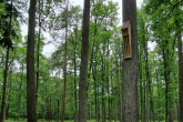 drewniana budka dla nietoperzy zawieszona na drzewie w lesie