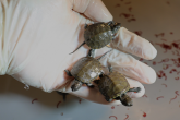 trzy żółwie błotne na dłoni